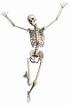 skeleton_119