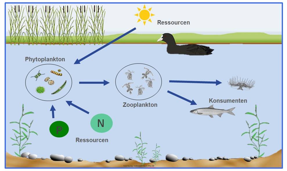 Фитопланктон пищевая цепь. Biogesenoz ekotizim.